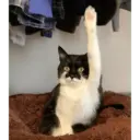 CAT MEME 11