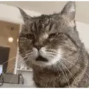 CAT MEME 5