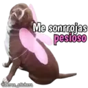 Animales con frases 💬 21