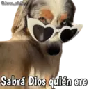 Animales con frases 💬 13
