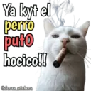 Animales con frases 💬 17