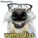 Animales con frases 💬 8