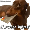 Animales con frases 💬 18