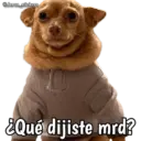 Animales con frases 💬 24