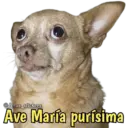 Animales con frases 💬 10