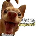 Animales con frases 💬 26