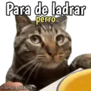 Animales con frases 💬 6