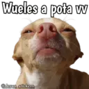 Animales con frases 💬 28