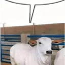 Meme balão| shitpost 6