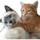 animales 16