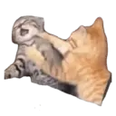 animales 17