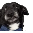 animales 5