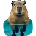 Capibara 8