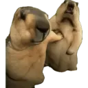 Capibara 14