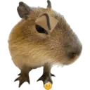 Capibara 13