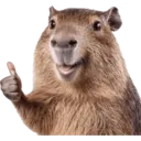 Capibara 15