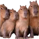 Capibara 12