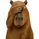 Capibara 11