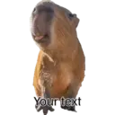 Capibara 18