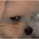 Sleepy Side Eye