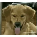 Panting Golden