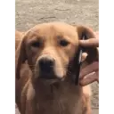 Paw Call