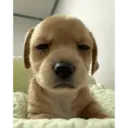 Cranky Pup