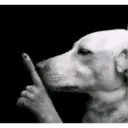 Shh Dog