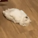Floor Flop