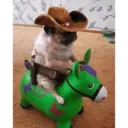 Cowboy Ride