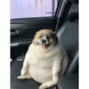 Car Seat Squish
