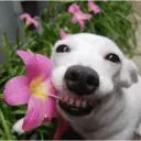 Flower Smile