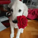 Rose Gift