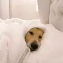 Blanket Burrito