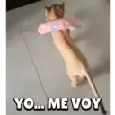 Animales Graciosos 🐕🐈 14
