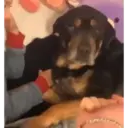 Animales Graciosos 🐕🐈 11