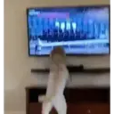 Animales Graciosos 🐕🐈 6
