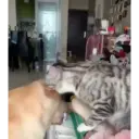 Animales Graciosos 🐕🐈 9