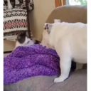 Animales Graciosos 🐕🐈 13
