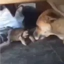 Animales Graciosos 🐕🐈 12
