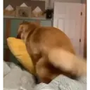 Animales Graciosos 🐕🐈 10