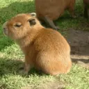 Capibara 🥰 3