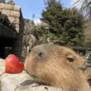 Capibara 🥰 5