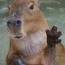 Capibara 🥰 10
