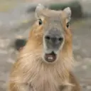Capibara 🥰 4