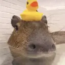 Capibara 🥰 8