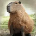 Capibara 🥰 6