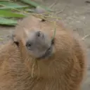 Capibara 🥰 2