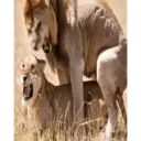 Animales pequeños 1