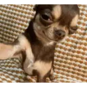 Animales pequeños 4